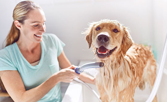 Waterpik Pet Shower Attachment Products